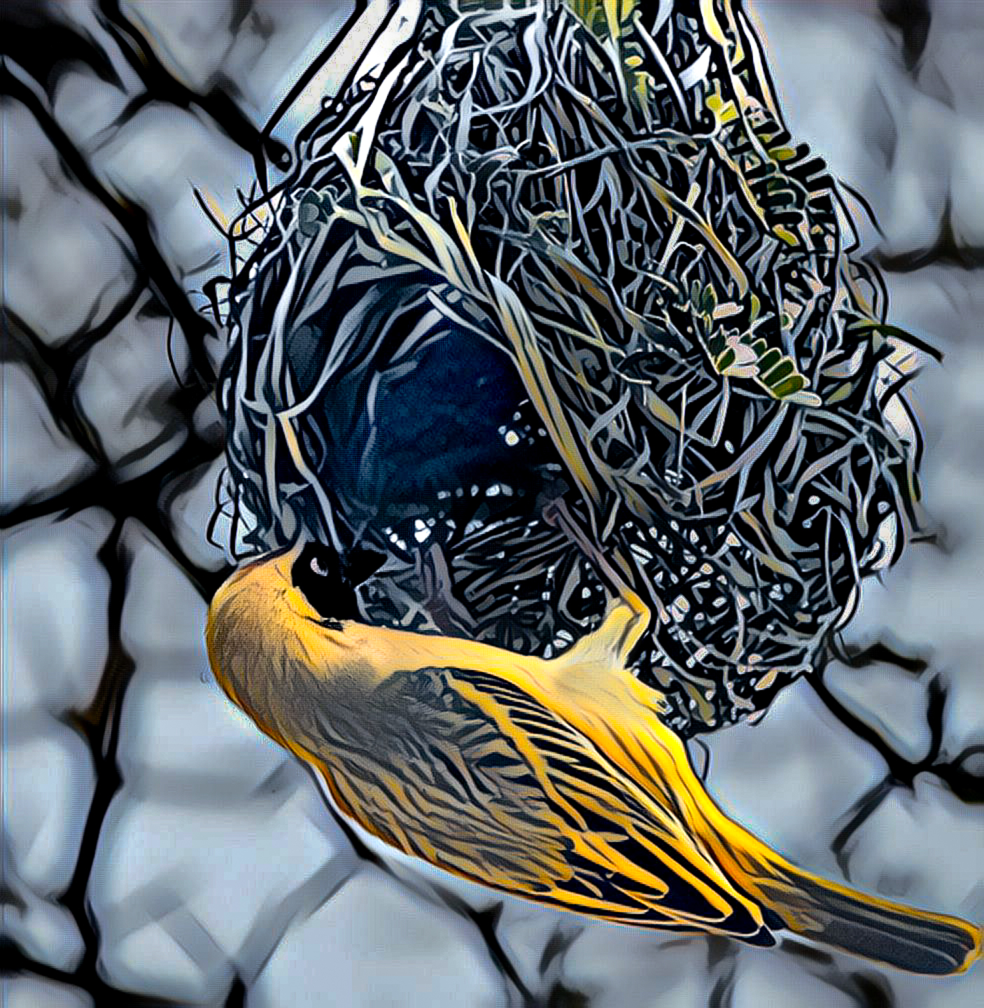 3rd PrizeCreative Artistry In Class 3 By Jeffrey Johnson For Nest Building As Avian Art APR-2024.jpg